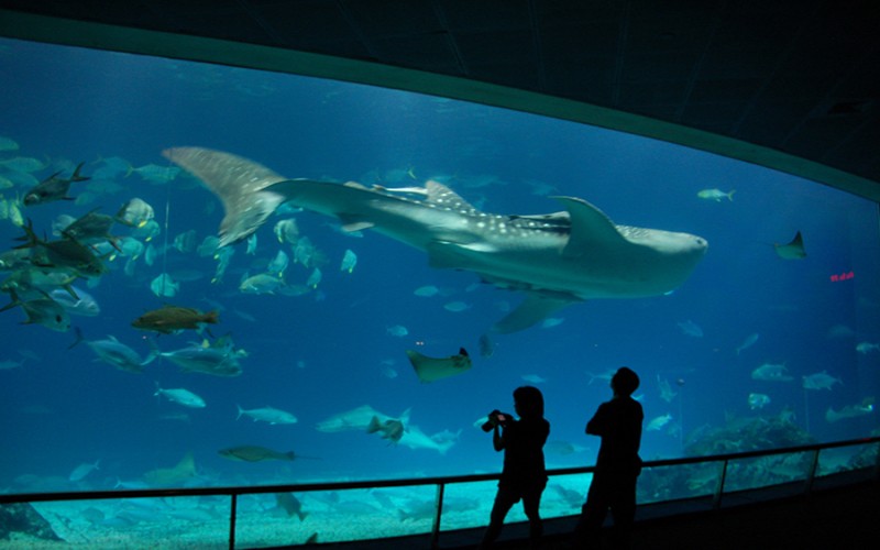 Aquarium Havelock Island 